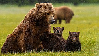 Animal bear , High-resolution , Wildlife beauty, Majestic creatures HD wallpaper