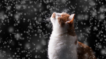 Cat watches the snow, Winter wonderland, , Snowy serenity HD wallpaper