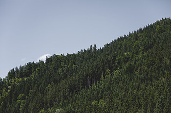 Nature, Trees, Sky, Elevation HD wallpaper