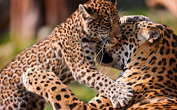 Animals, Leopards, Young, Couple, Pair, Care, Joey HD wallpaper