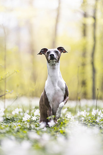 Whippet Dog, Darwin the Italian Greyhound, Stunning woodland portraits, Dog graphy HD phone wallpaper