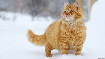 Animals, Snow, Cat, Fluffy, Striped, Stroll, Fat, Thick HD wallpaper