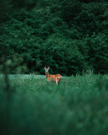 Animals, Grass, Sight, Opinion, Animal, Deer HD phone wallpaper