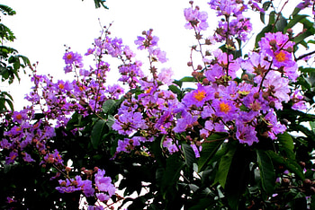 Pretty flowers, purple, pink, flowers, pretty HD wallpaper