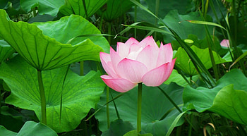 Flowers, Leaves, Pink, Lotus, Greens HD wallpaper
