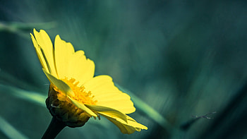 Background, Flower, Macro, Petals, Greased, Smeared HD wallpaper
