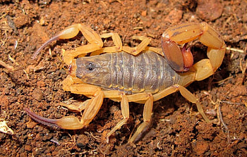 Brazilian Yellow Scorpion, brazilian, scorpion, stinger, yellow HD wallpaper
