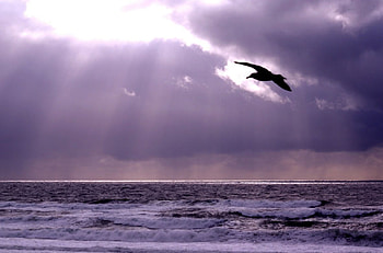 Moody seagull, nature, birds HD wallpaper