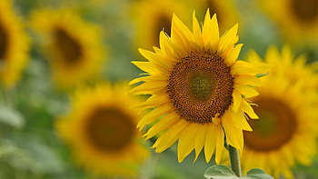 Plants, Flowers, Sunflowers HD wallpaper