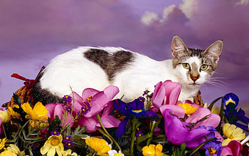 Animals, Flowers, Cat, To Lie Down, Lie, Spotted, Spotty HD wallpaper