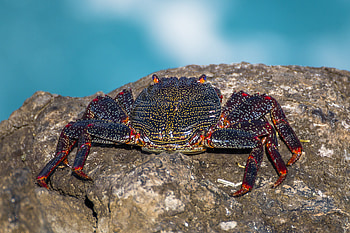 Animals, Rock, Stone, Crab, Claws HD wallpaper