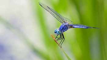 Grass, Plant, Macro, Dragonfly HD wallpaper