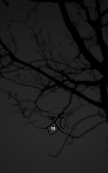 A moody night scene with the moon framed by bare, silhouetted branches against a dark sky. HD phone wallpaper