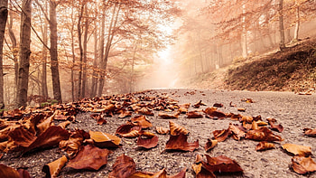 autumn leaves on a forest road, fog, leaves, autumn, road, forest HD wallpaper