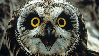 Short Eared Owl, eared, bird, owl, short HD wallpaper