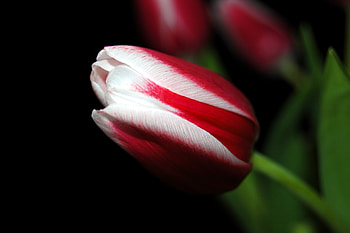 Flowers, Flower, Close-Up, Stripes, Streaks, Tulip HD wallpaper