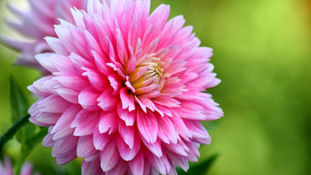 Pink Dahlia, pink, petals, dahlia, nature, flowers, macro HD wallpaper