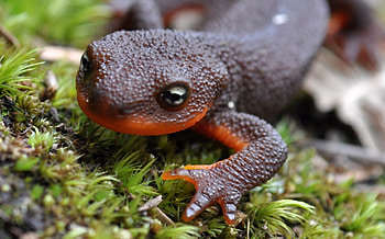 Red-bellied newt, Salamander HD wallpaper