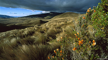 beautiful hill landscape, clouds, hills, cactus, mountain HD wallpaper