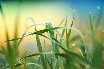 Raindrop Grass Plant , drops, rain, nature, leaves HD wallpaper