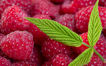 Raspberries, berries, berry, raspberry, close up HD wallpaper