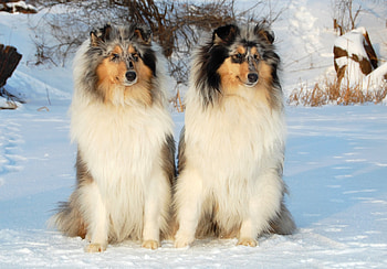 Animals, Snow, Sit, Couple, Pair, Collie HD wallpaper