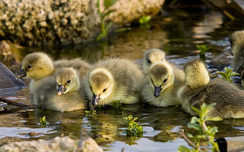 Animals, Water, To Swim, Swim, Ducklings HD wallpaper