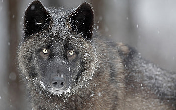 Black Wolf with Snow, black, animals, snow, Wolf, nature HD wallpaper
