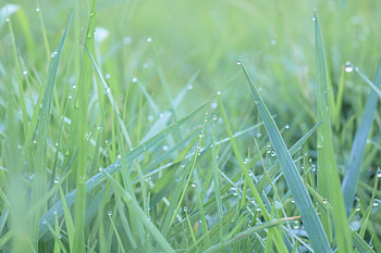 Green grass, water drops HD wallpaper