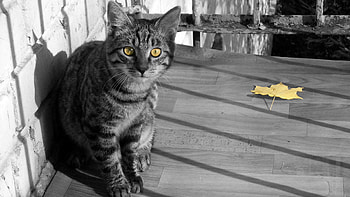 Animals, Autumn, Cat, Striped, Sight, Opinion, Bw, Chb HD wallpaper