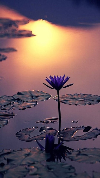 Lily, sunset HD phone wallpaper
