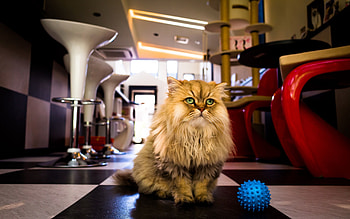 not interested, diner, cat, feline, ball HD wallpaper