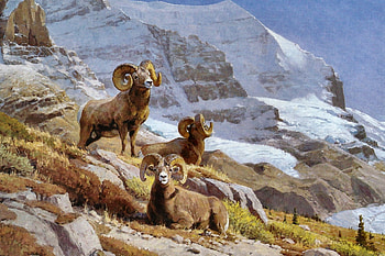 Ram Pasture F1C, winter, animal, bighorns, art, beautiful, four seasons, artwork, wide screen, wildlife, painting, goats, snow, mountains HD wallpaper