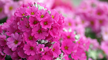Plants, Flowers, Violet HD wallpaper