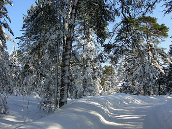 Winter, Nature, Trees, Road, Forest, Shadows, St. Petersburg, Saint Petersburg HD wallpaper