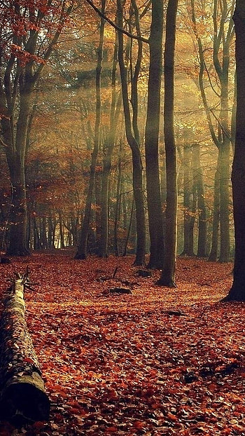 May Background, Forest Trees HD phone wallpaper