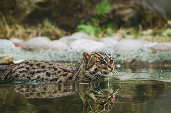 Animals, Water, To Swim, Swim, Fishing Cat, Fish Cat, Mottled Cat, Ratchet Cat HD wallpaper