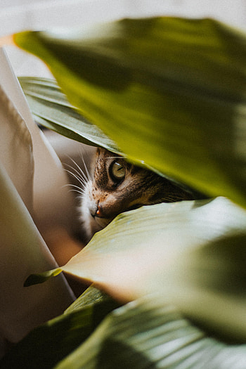 Animals, Leaves, Plant, Cat, Pet, Sight, Opinion HD phone wallpaper