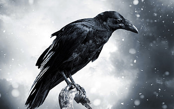 Raven with stormy sky, , Bird, Nature HD wallpaper