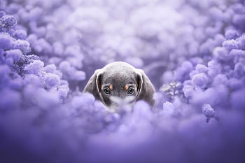 Dachshund, animal, dog, puppy HD wallpaper