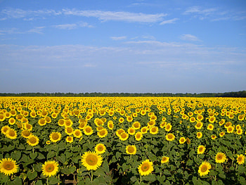 Sunflower field, nature, field, sunflower, flower HD wallpaper