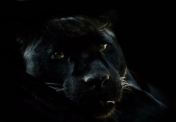 Awesome black panther, black, panther, eyes, cat, wild HD wallpaper