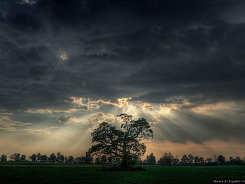 sky light, sky, dark, light, tree HD wallpaper