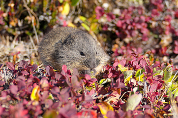 Lemming, Population cycle mystery, Lemming explanation, Fascinating behavior HD wallpaper