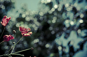 Flowers, Poppies, Blur, Smooth, Bokeh, Boquet HD wallpaper