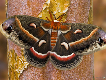 cecropia moth, wings, pretty, colour, large, moth HD wallpaper