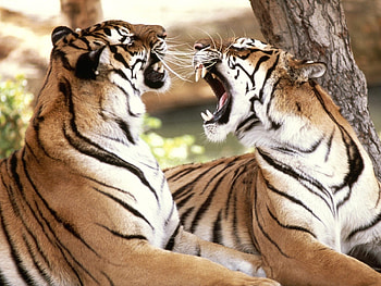 Tiger, kitten, animal, cat HD wallpaper