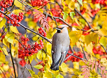Beautiful Bird, colorful, beautiful, bird HD wallpaper