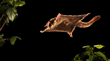 Sugar glider , Exotic pet, Marsupial acrobat, Nature's cuteness HD wallpaper