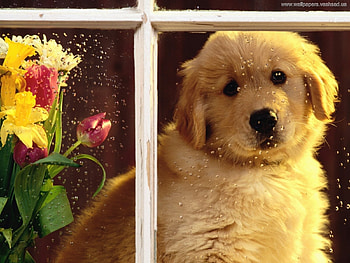 Animals, Dogs HD wallpaper